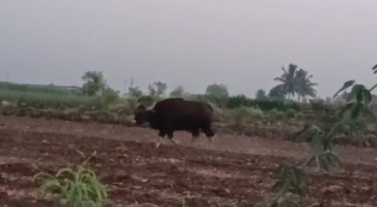 अरे बापरे! गणेगाव दुमाला येथे अवकाळी पाहुणे – दोन महाकाय रानगवे दाखल; गावकऱ्यांत भीतीचं वातावरण