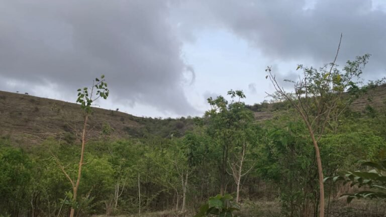 थेऊर-लोणीकंद मार्गावरील ४००० झाडांची ‘कागदी लागवड’ – मोठ्या पर्यावरणीय घोटाळ्याची शक्यता