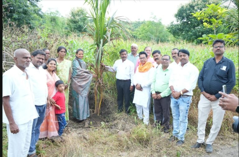 राष्ट्रीय सेवा योजनेच्या विद्यार्थ्यांच्या श्रमदानातून आकाराला येतेय नारळांचे गाव