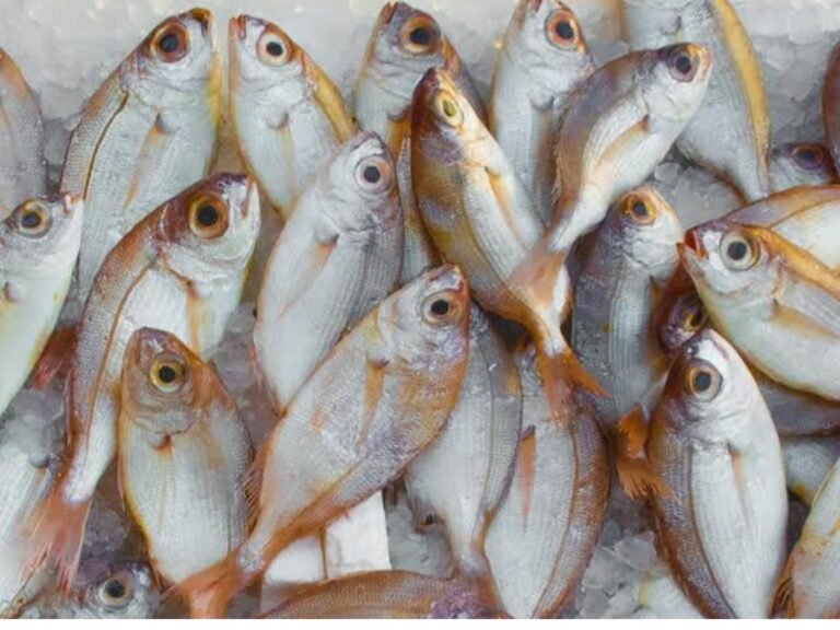 जपानी लोकांना कच्चे मासे आवडतात